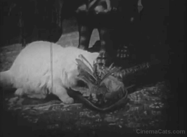 Mickey - white long-haired cat ruins hat and gets kicked by Minnie Devereaux animated gif