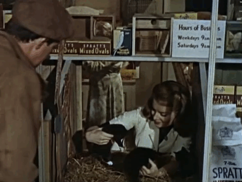 Miracle in Soho - Michael looking at Julia Belinda Lee with tuxedo kittens in pet shop window animated gif