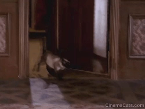 Mission: Impossible - The Diamond - Siamese cat Josephine crossing room and jumping on couch with Henrik Durvard John Van Dreelen and Cinnamon Barbara Bain animated gif
