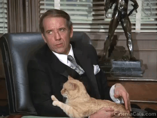 Mission Impossible Orpheus - ginger tabby cat Fritzy being petted by Bergman Albert Paulsen animated gif