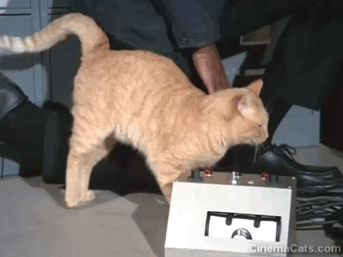 Mission Impossible Orpheus - ginger tabby cat Fritzy being pushed away by Collier Greg Morris animated gif