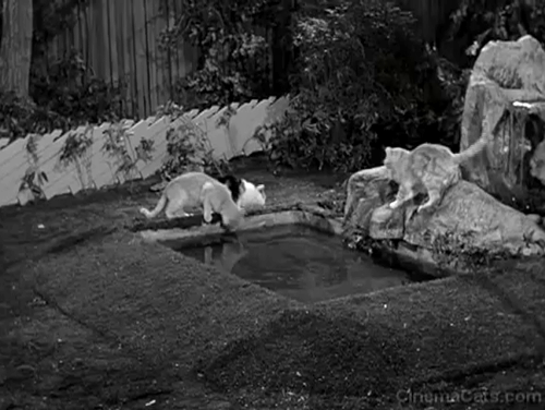 Mister Ed - Mister Ed's Word of Honor - Roger Addison Larry Keating and his wife Kay Edna Skinner moving cats away from backyard fish pond animated gif