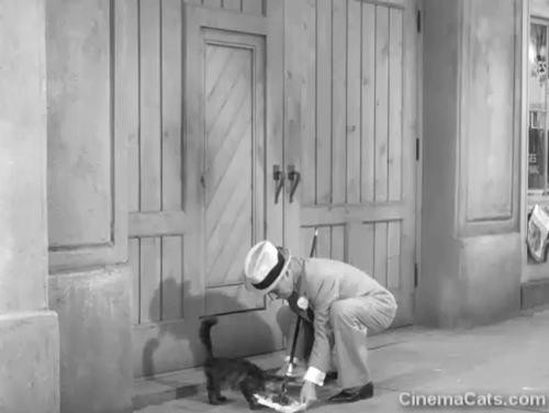 Monsieur Verdoux - Chaplin beside longhair tabby cat tethered to building while eating food animated gif