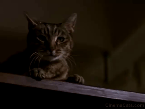 Moonlight Mile - Joe Jake Gyllenhaal helpless as tabby cat Fay Ray jumps on dog Nixon