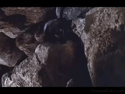 The Moon-Spinners - Stratos Eli Wallach being attacked by numerous cats in cave temple animated gif