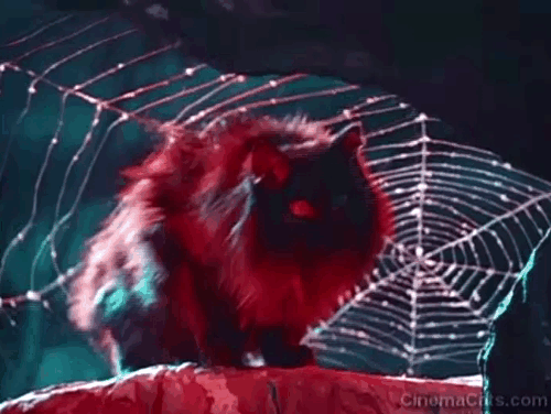 Morozko - longhaired black cat Blackey in front of spider web and meowing animated gif