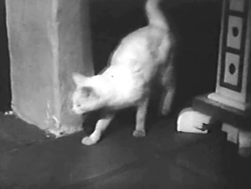Mr. Dynamite - white cat in dark doorway with hand grabbing away bottle of milk animated gif