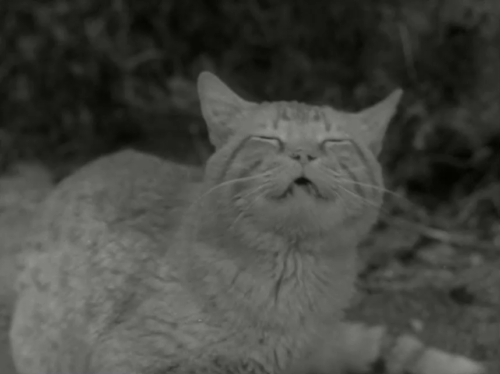 The Munsters - Herman, Coach of the Year - ginger tabby cat Orangey roaring at and then chasing after dog animated gif