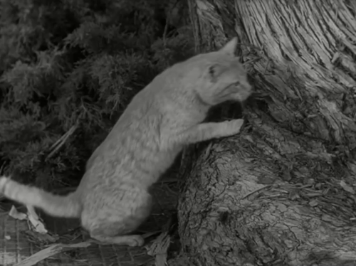 The Munsters - Herman, Coach of the Year - ginger tabby cat Orangey chasing dog up tree animated gif