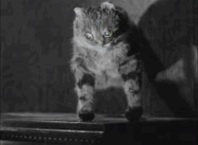 Murder at the Gallop - stuffed cat on dresser