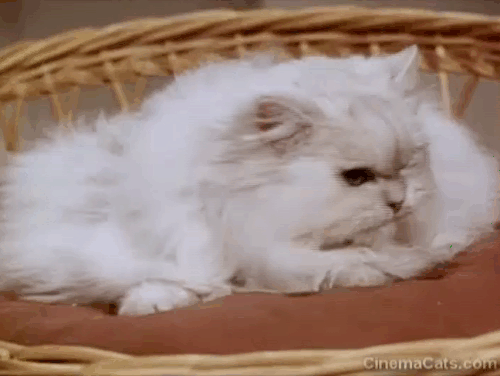 My Dog, the Thief - white Persian cat Cleopatra sneezing animated gif