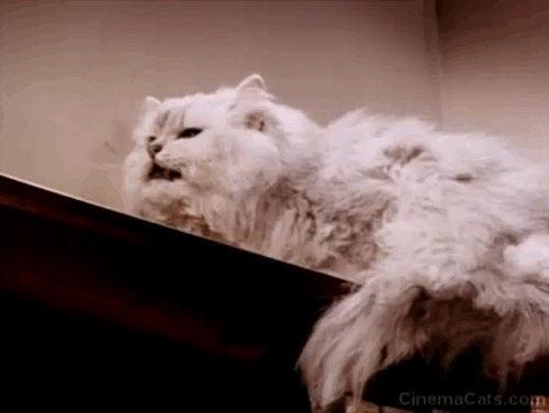 My Dog, the Thief - white Persian cat Cleopatra sneezing on shelf animated gif