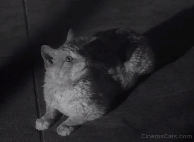 My Favorite Martian - The Man on the Couch Orangey tabby cat watching Uncle Martin rise animated gif