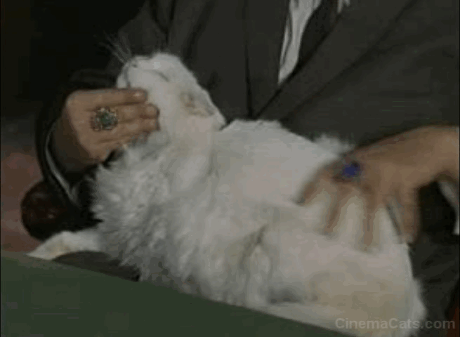 My Mother the Car - Goldporter - U.N.C.L.E. Louie Bruno VeSota petting white long-haired cat animated gif