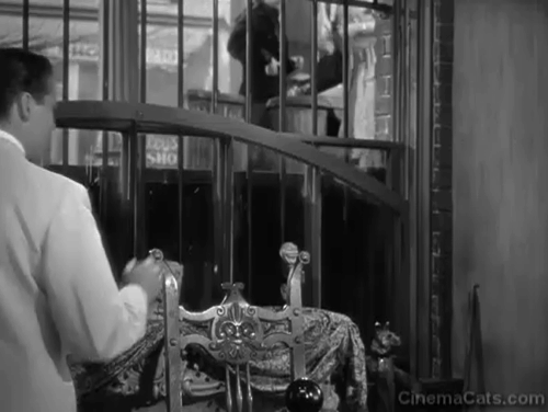 My Sister Eileen - tabby cat jumping into apartment behind Frank Richard Quine and going into hallway animated gif