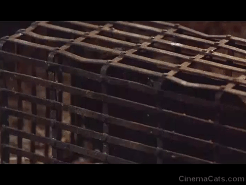 The Name of the Rose - black cat in cage as Salvatore Ron Perlman performs ritual animated gif