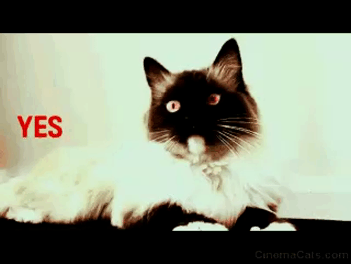 Nerve - Yes No Himalayan cat animated gif