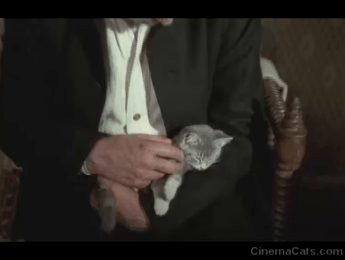 The New Land - Nybyggarna - grey and white tabby kitten resting while being petted in lap of Karl Oskar Max von Sydow animated gif