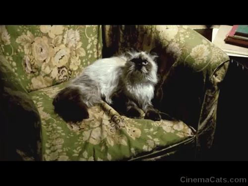 Next of Kin - Himalayan cat sitting up in armchair animated gif
