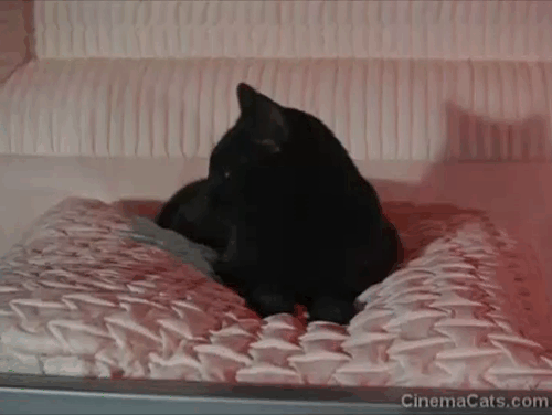 Night Gallery - Die Now, Pay Later - black cat sitting in open coffin animated gif