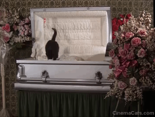 Night Gallery - Die Now, Pay Later - black cat jumping down from open coffin then rematerializing into another animated gif