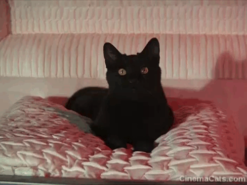 Night Gallery - Die Now, Pay Later - camera zooming in on black cat sitting in open coffin animated gif