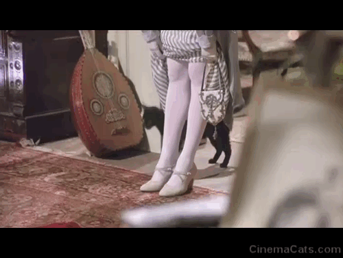 Nijinsky - black cat walking around Romola's legs animated gif