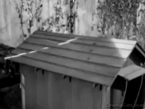 The Noose Hangs High - Siamese cat being chased by dog followed by Tommy Lou Costello running into doghouse