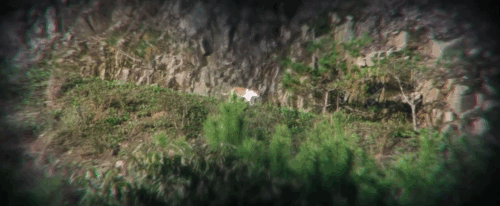 No Other Choice - ginger and white tabby cat on hillside animated gif