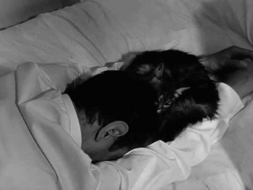 Nuit noire Calcutta - Maurice Garrel on bed having hair licked by longhair tabby cat animated gif