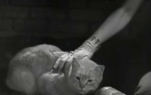 The Old Bull - Thelma Todd touching tabby cat as she sits on ground outside window animated gif