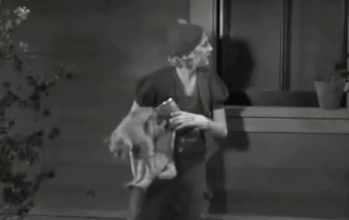 The Old Bull - Thelma Todd tossing tabby onto man climbing out of window and imitating lion's roar animated gif