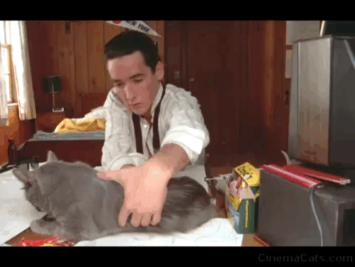 One Crazy Summer - long hair gray cat Morty running into litter box covered with trophies animated gif