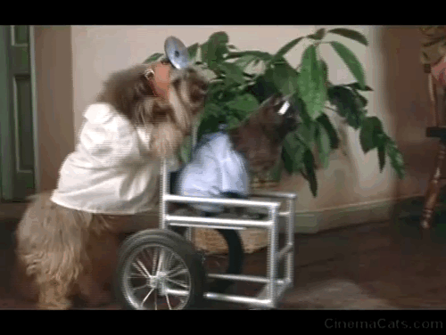 One Crazy Summer - long hair gray cat patient being pushed in wheelchair by dog doctor animated gif