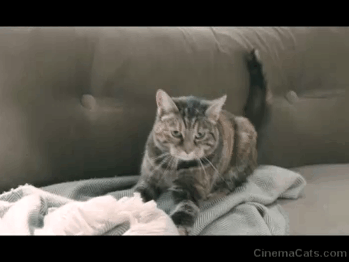 The Ones Below - torbie cat on couch making biscuits animated gif