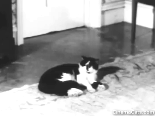 The Naked World of Harrison Marks - tuxedo cat lying on floor as cameraman approaches animated gif