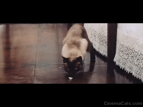 On the Double - Siamese cat Kim licking at contact lens pulled across floor animated gif