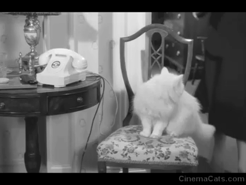 Orders to Kill - Lillian Gish removing longhair white cat from chair animated gif