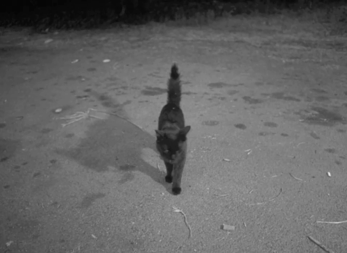 The Other Side of Madness - black cat walking past camera animated gif
