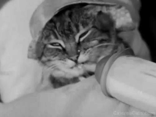 Our Gang - Practical Jokers - tabby cat wearing bonnet drinking milk from bottle animated gif