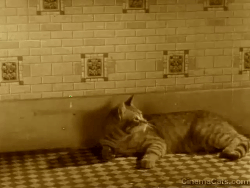 Our Gang - The Spanking Age - tabby cat places paw over head animated gif