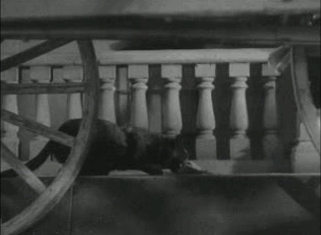 Parchute Jumper - black cat has hat placed over head and fish stolen animated gif