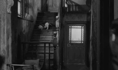 Payroll - longhair tabby and white cat running down stairs as Monty Kenneth Griffith runs up with landlady Anita Sharp-Bolster animated gif