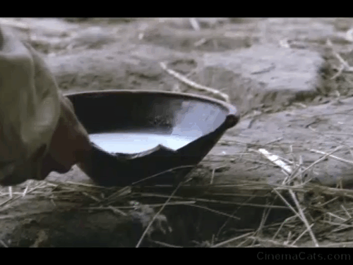 Pelle the Conqueror - tabby kitten lapping from bowl of fresh milk animated gif