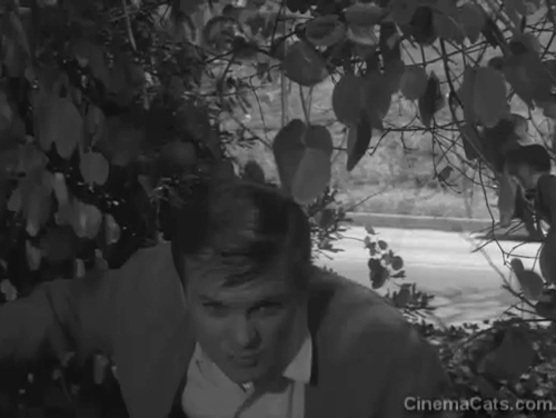 Perry Mason - The Case of the Grumbling Grandfather - cats in outdoor kennel at night being scared by David Karl Held animated gif