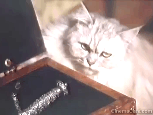 Persecution - silver Persian Angora cat Sheba with Carrie Lana Turner looking at dagger animated gif