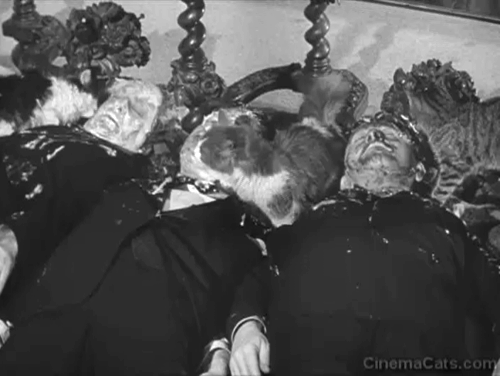 Pest Man Wins - Three Stooges Moe Shemp Larry with cats licking pie off their faces animated gif