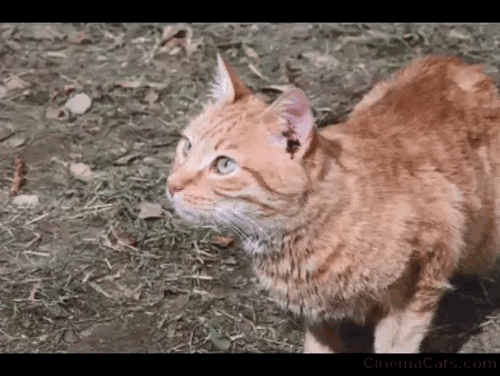 Pete's Dragon - ginger tabby cat meowing, arching back and running away animated gif