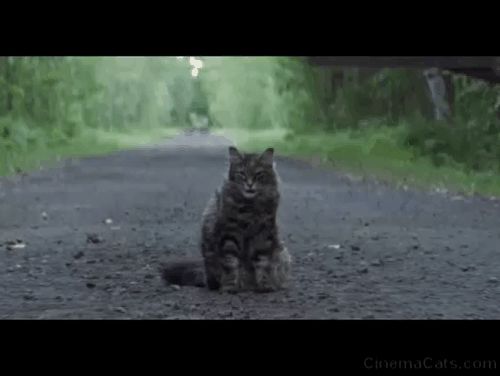 Pet Sematary - Maine Coon cat Church on road as camera zooms in and out animated gif