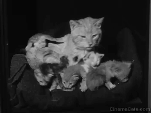 Petticoat Junction - The Little Train Robbery - tabby cat Miranda Orangey in safe with kittens animated gif
